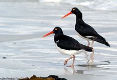 Weißer Austernfischer (8 von 8).jpg